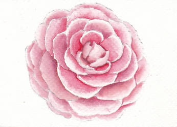 Flor de camelia