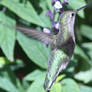 Golden Humming bird