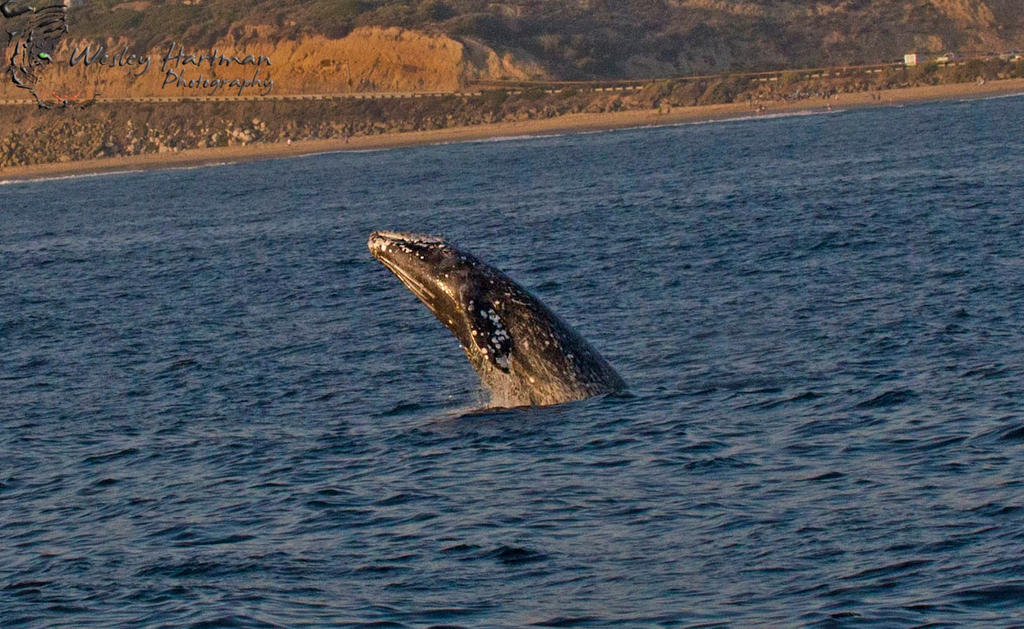 Whale Breaching the water