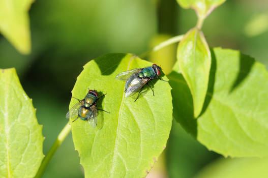 Green Bottle Flies