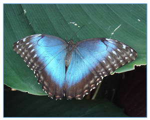 Blue Butterfly