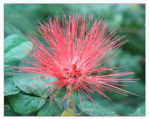 Pink Flower