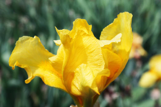 Yellow Iris