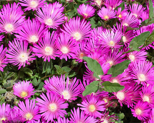 Pink Flowers