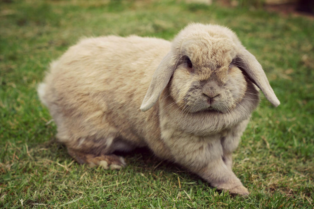 Flossy Rabbit Flopsy bunny! by Sophierawrrr on DeviantArt