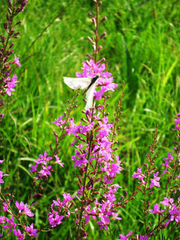 Backyard -close-up-