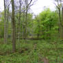 Old Wardour Forest 8