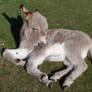 Donkeys 04