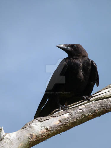 Crow 04