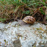 Corfe Snails 02