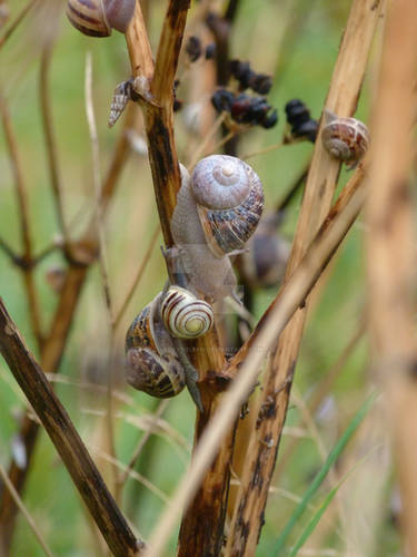 Corfe Snails 06