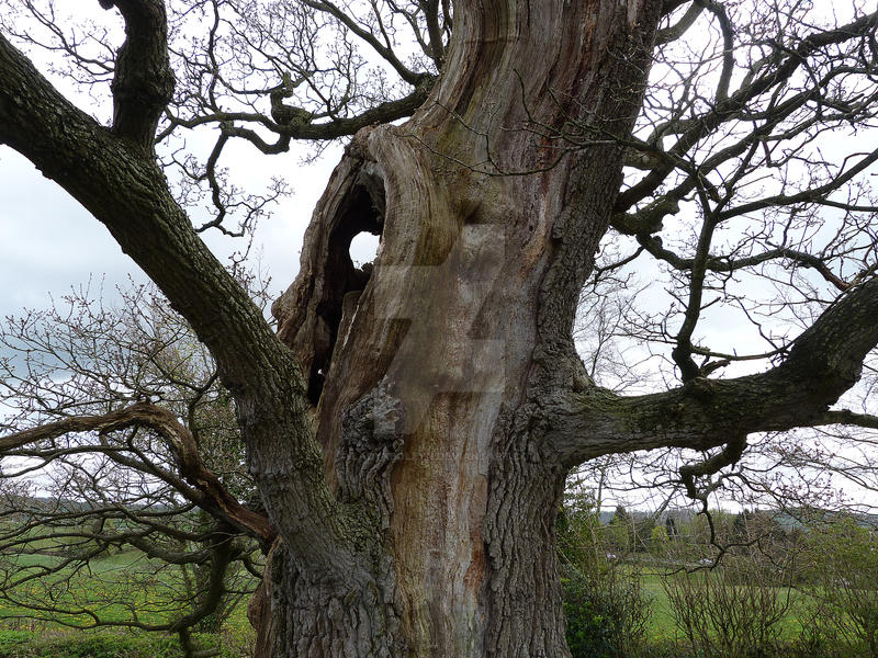 Old Tree 02 by LadyxBoleyn on DeviantArt