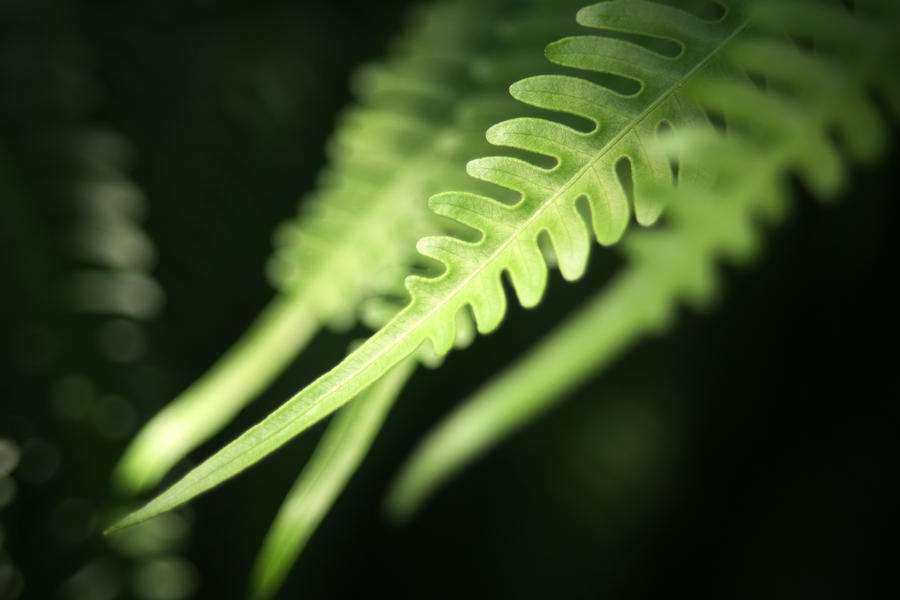 Dicksonia Antartica