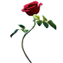 Beauty And The Beast | Rose png