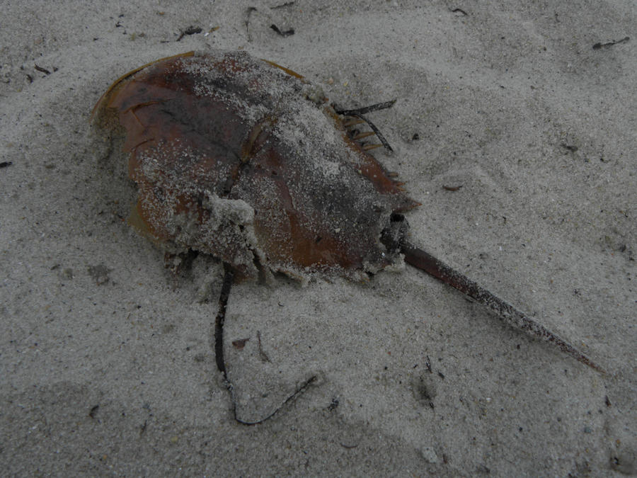 Shell-less by OhEmGeeYo on DeviantArt