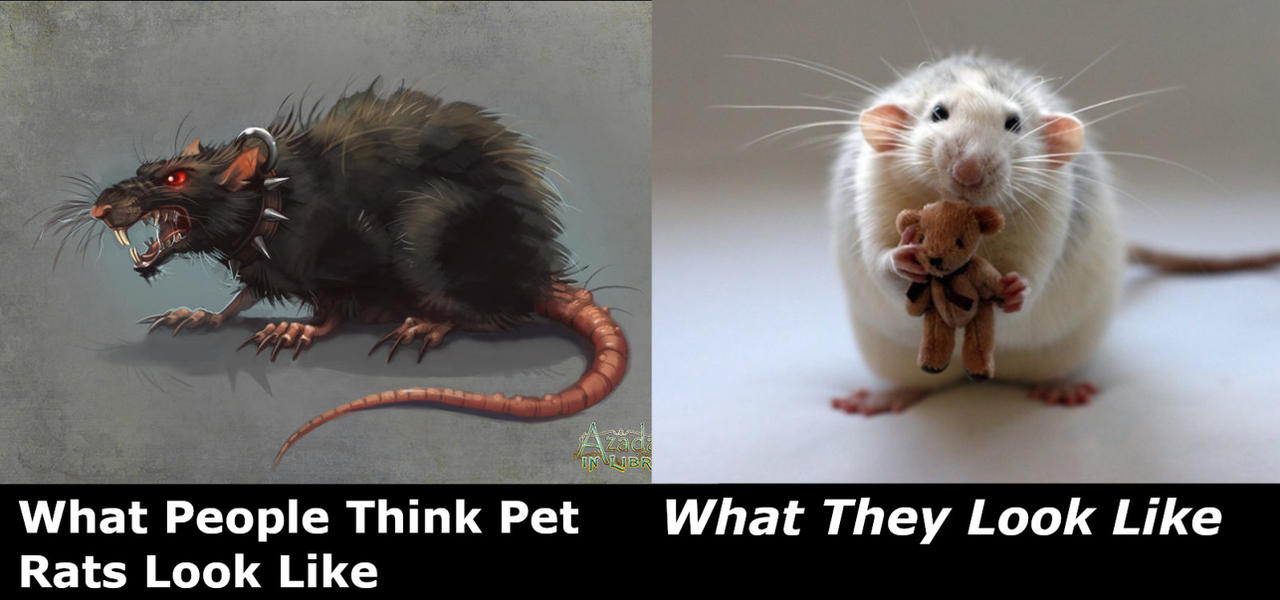 Rat Meme by Borla1 on DeviantArt