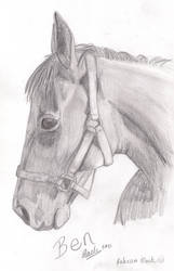 Ben - Horse Sketch