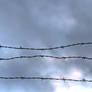 Barbwire I