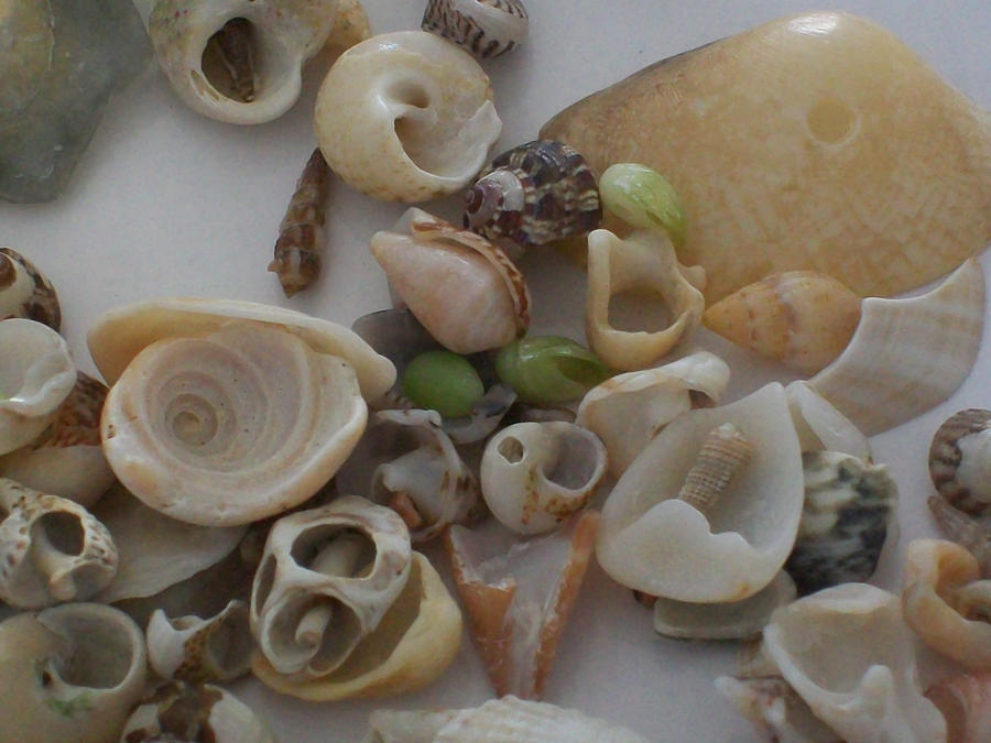 Lots of Shells 6