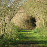 tunnel of branches