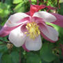 columbine