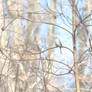 Tufted Titmouse III