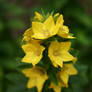 Unknown Yellow Flower