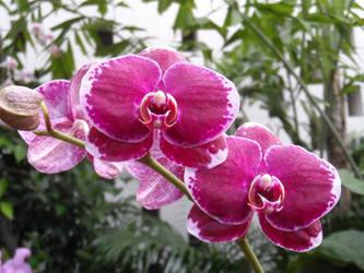 Purple Orchid II