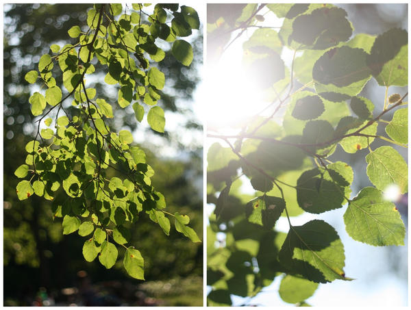 sun through the leaves