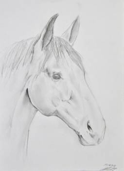 Horsehead Sketch