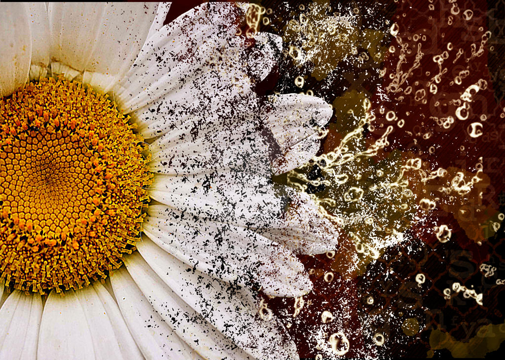 Image Daisy Exploding Daisy Destruction by clfroelich on DeviantArt