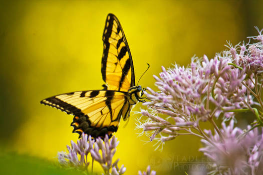 Yellow Butterfly