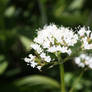 Dainty White Flowers