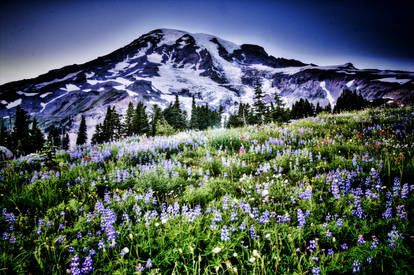 Gardens on Mt. Rainier