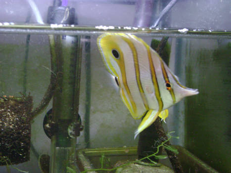 butterfly fish