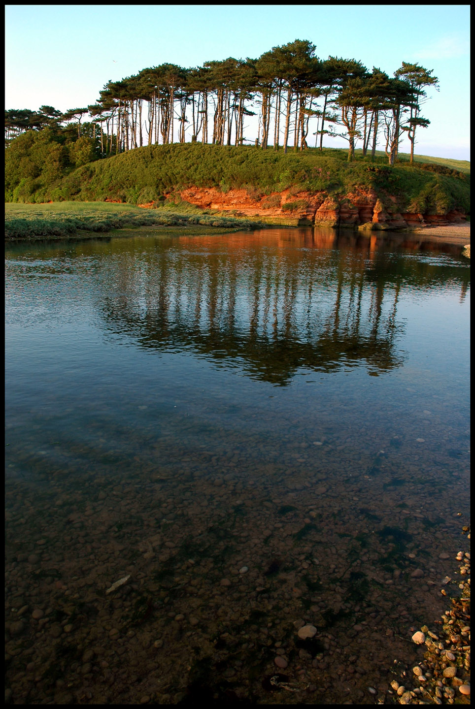 Budleigh trees