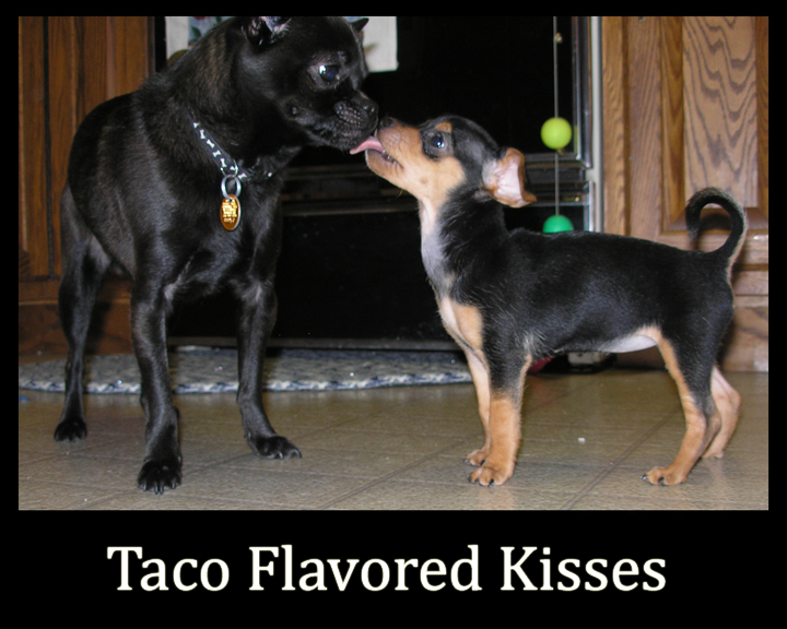 Taco Flavored Kisses