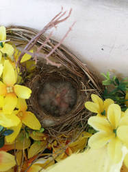 Baby Birds!!!