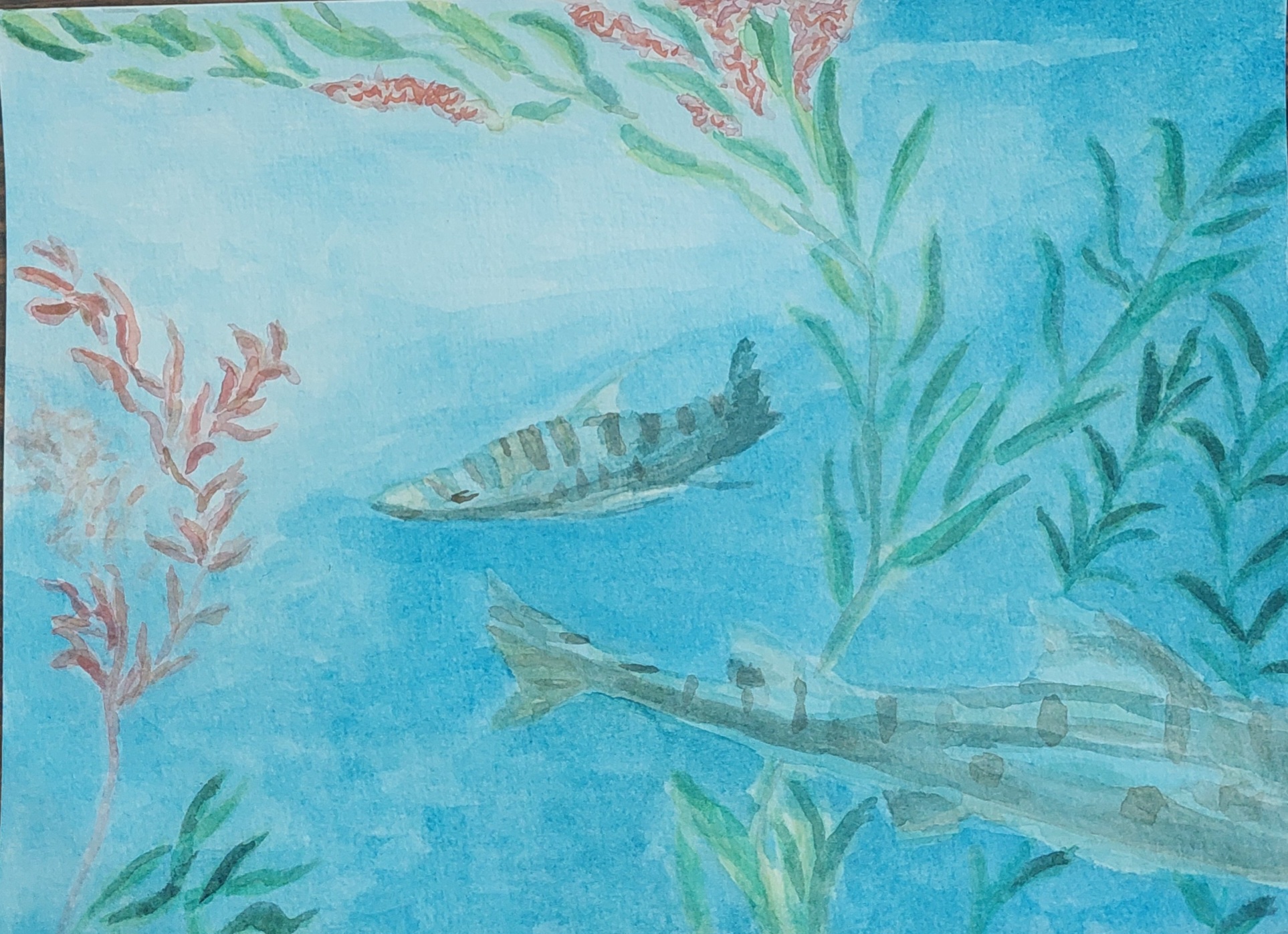 Leopard shark