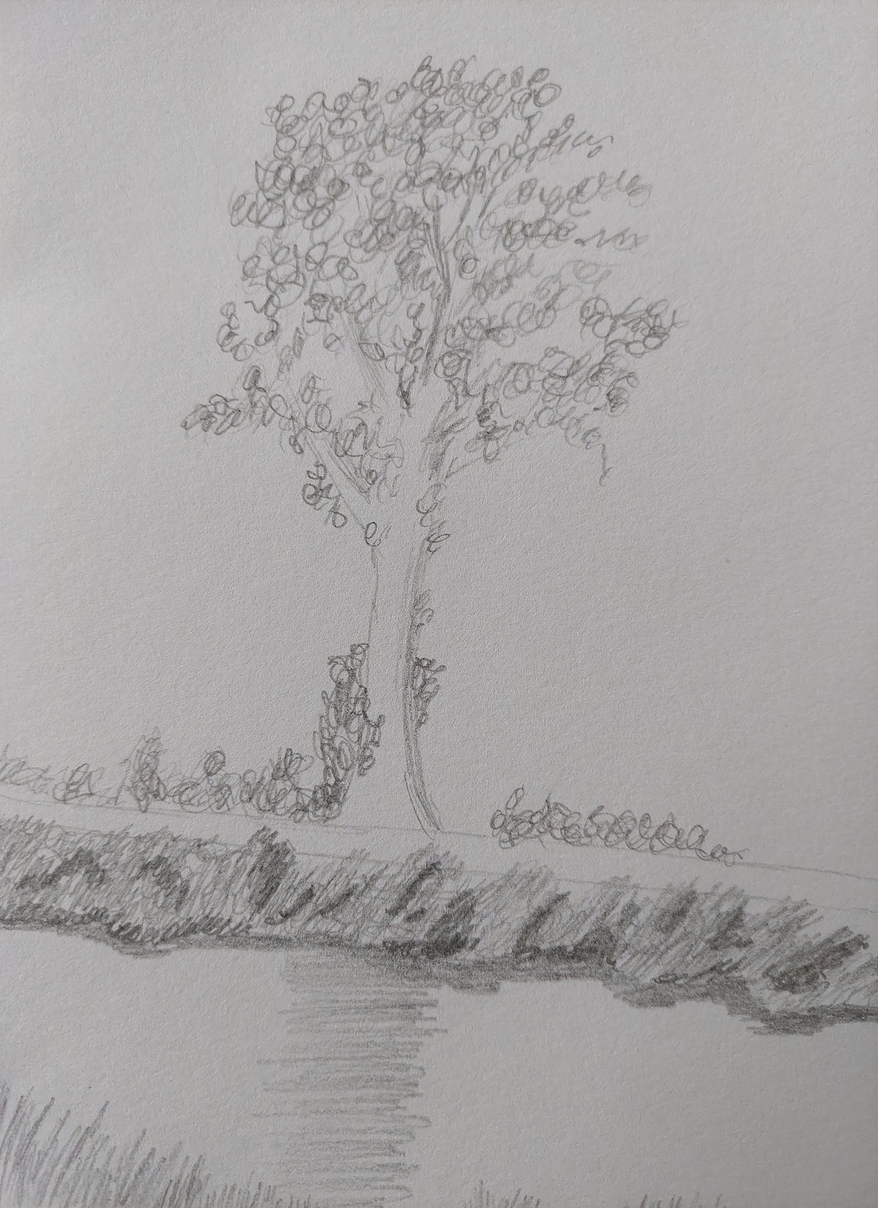 Tree near river