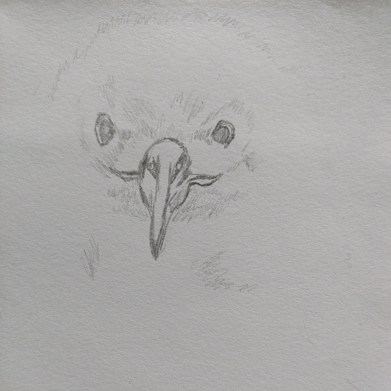 Seagull chick