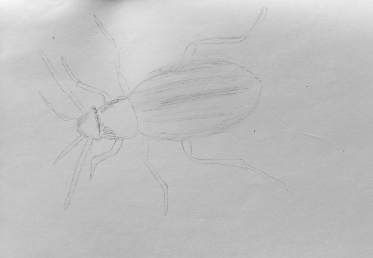Beetle
