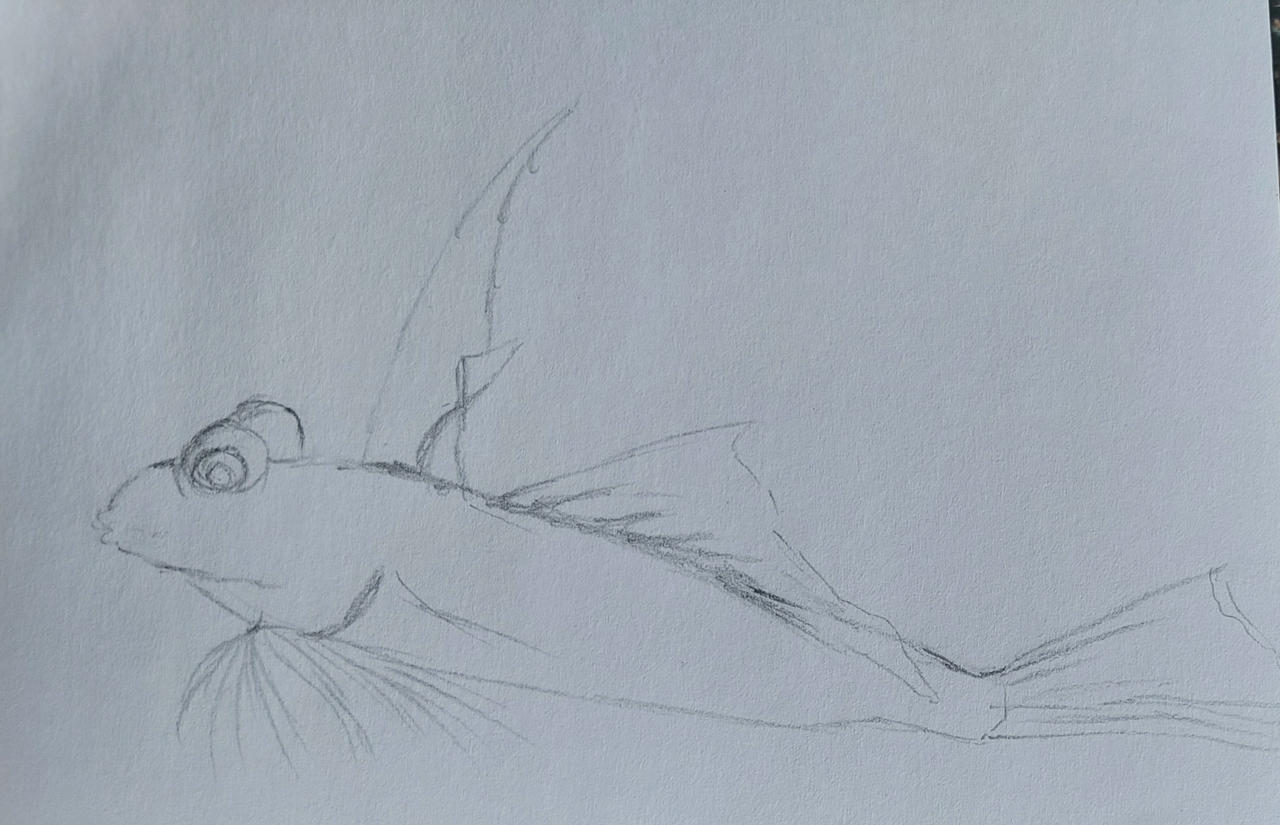 Mud fish