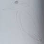 King fisher