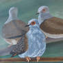 Pigeons