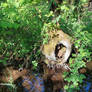 The roots of the tree