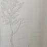 Tree in the meadow