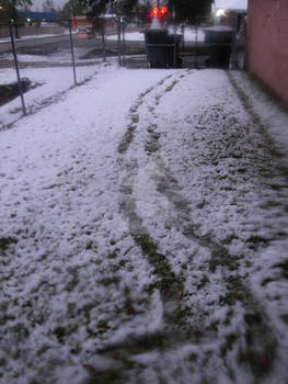 Snow Tracks in Southeast Texas