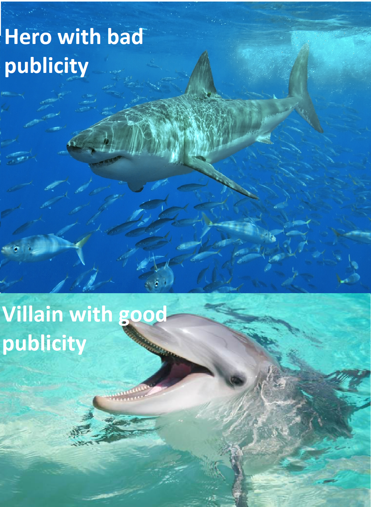 Shark Vs Dolphin Meme By Lazejovanov On Deviantart Shark Vs Dolphin Meme By Lazejovanov On Deviantart