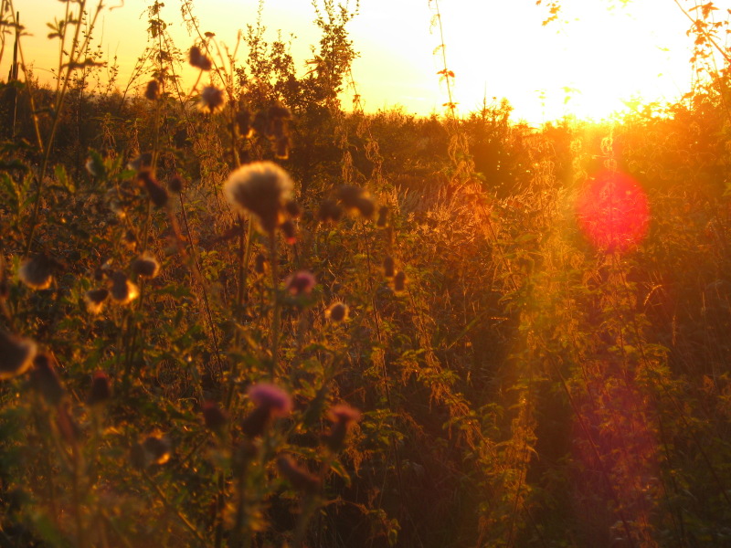 golden field